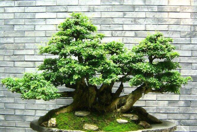 榕树盆景放卧室里好吗,榕树盆景适合放卧室吗
