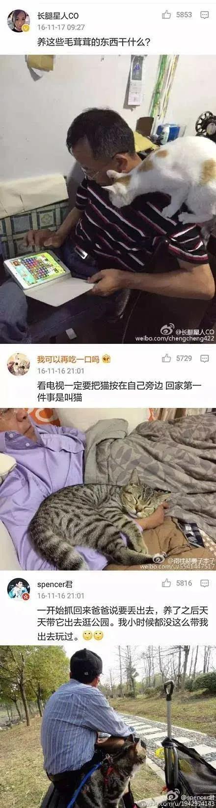 养猫会给家庭带来快乐,养猫会给人带来的好运