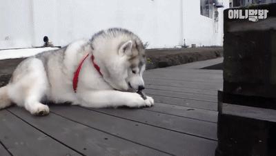 二哈为什么变瘦了,二哈太胖了必须要减肥