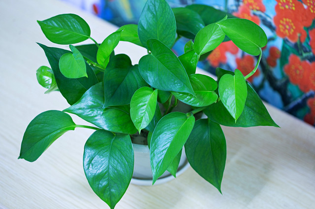 室内小盆栽植物绿萝,植物绿萝有什么寓意