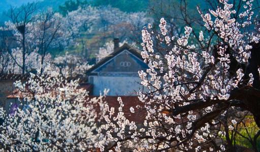 【春游庐江攻略】春暖花开庐江邀您共赴一场灼灼芳华之旅！