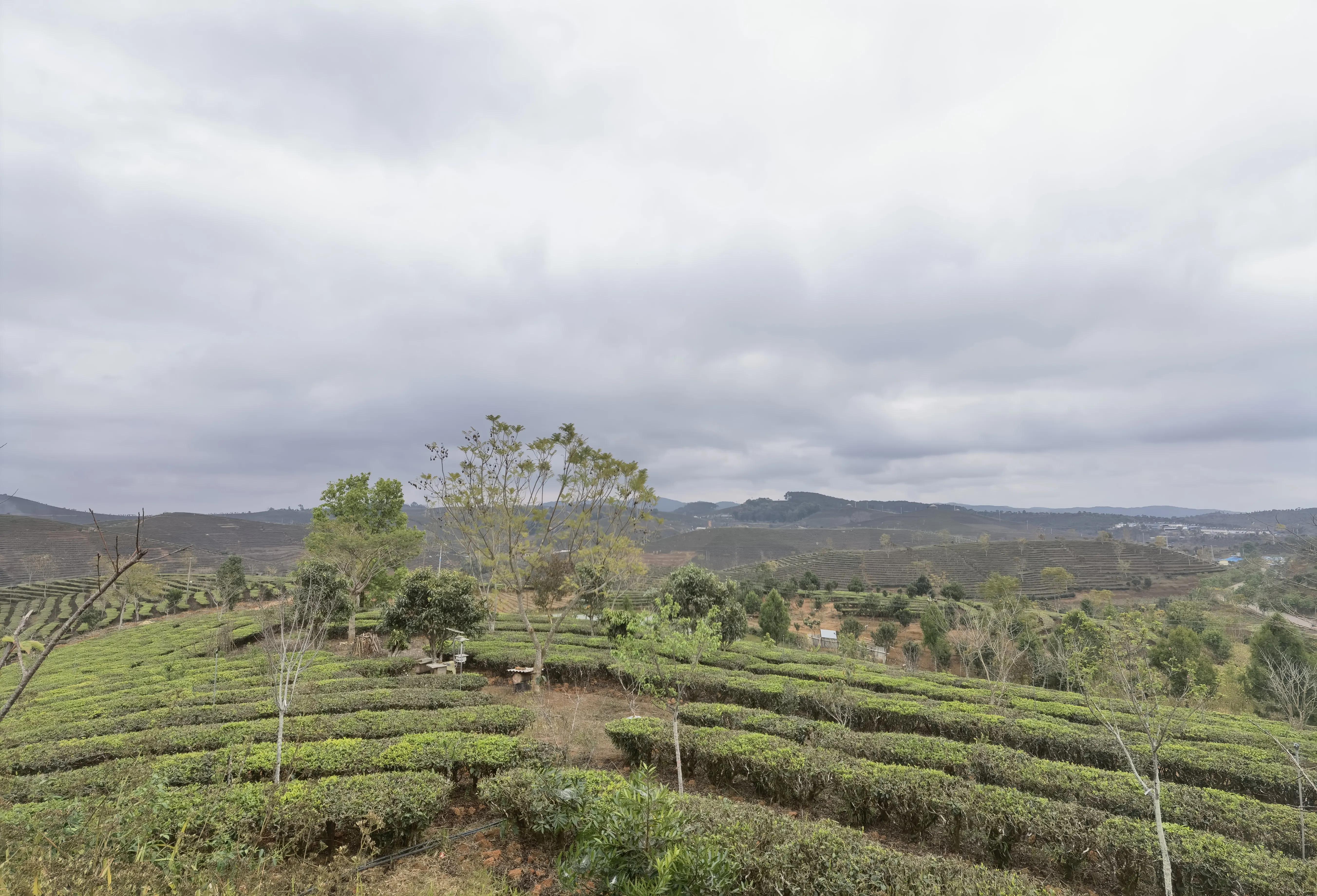 大渡岗十大名茶,大渡岗茶山文化