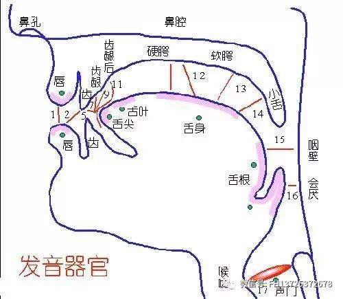 平翘舌不分可以用什么方法来改变,普通话平翘舌不分怎么办