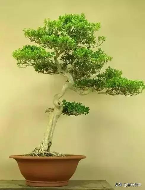 瓜子黄杨玛瑙黄杨雀舌黄杨哪种好,黄杨雀舌和黑玛瑙区别