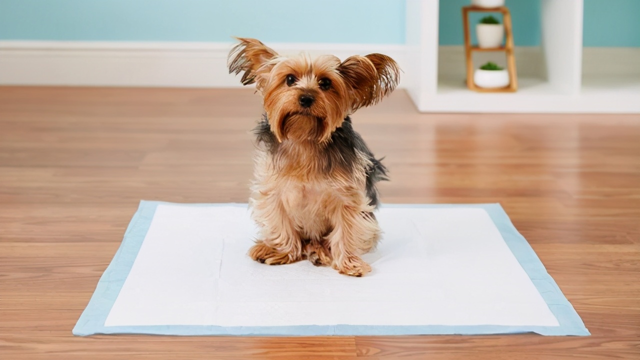 阿拉斯加犬幼犬狗粮如何挑选,怎么挑选狗粮这几点教你挑选