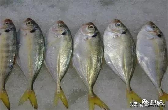 好吃不贵的海鲜种类有哪些,最好吃又最常见海鲜有几种