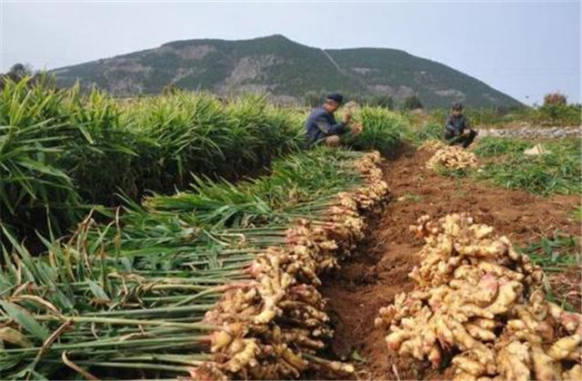 生姜最新栽培方法和技术要点,生姜栽培技术