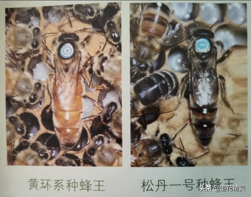 双色王的品种介绍,双色王怎样培育的