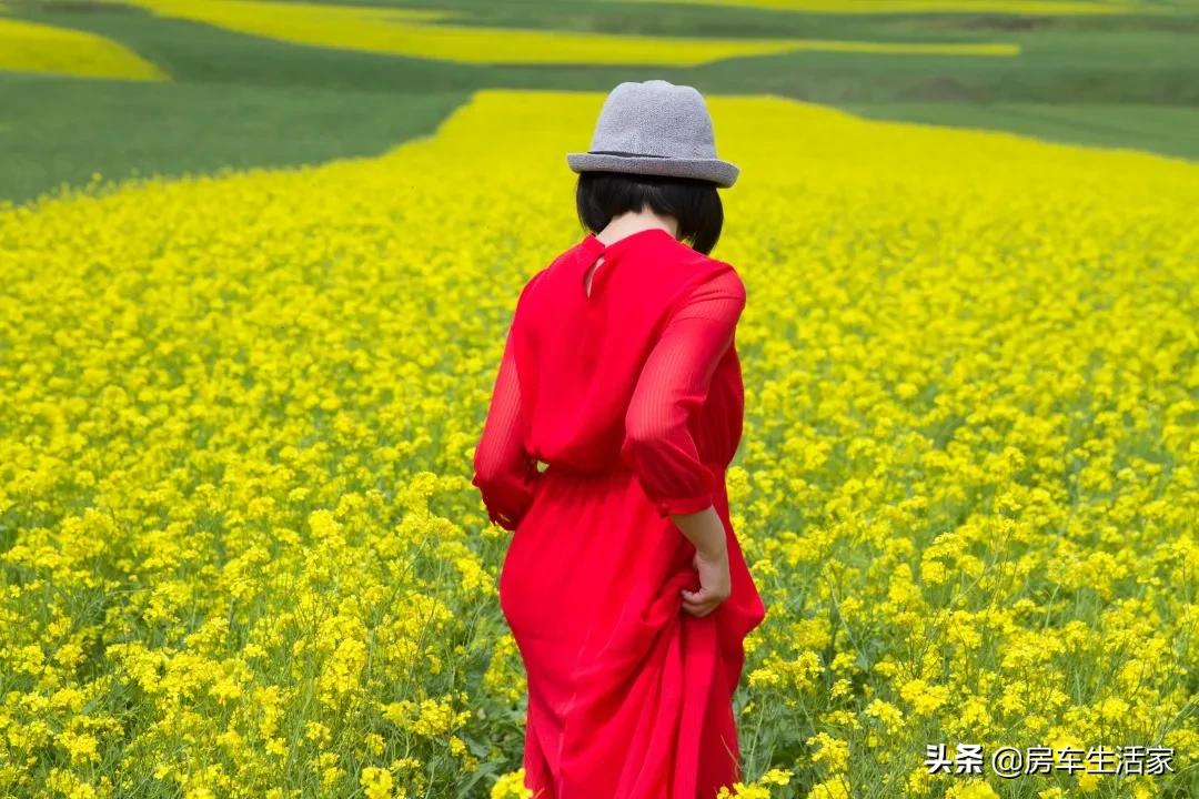 金黄的油菜花让你留连忘返,春季打卡好地方油菜花开醉游人