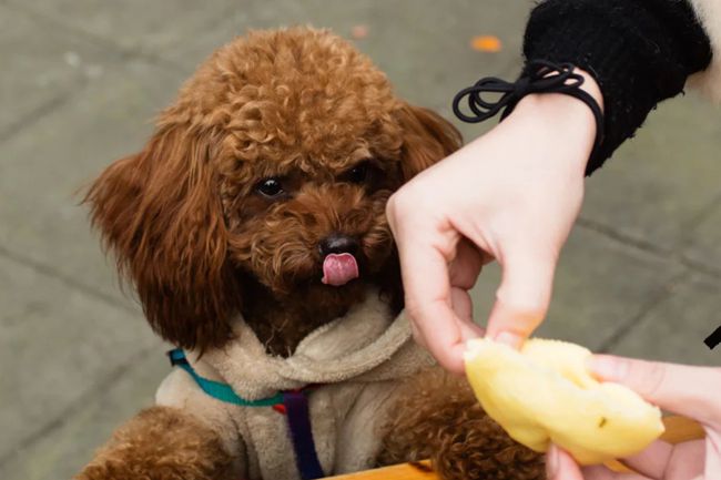 贵宾泰迪犬掉毛严重怎么治疗,贵宾犬掉毛是怎么回事