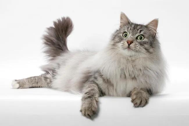 猫咪太胆小怎样让它接触陌生人,猫咪胆小怎么变成勇敢