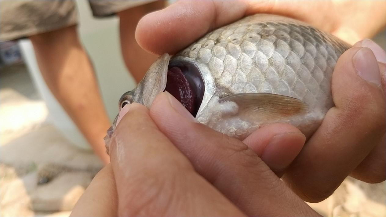 水产养殖鲫鱼鳃出血怎么治疗,鲫鱼鳃出血能用石灰吗