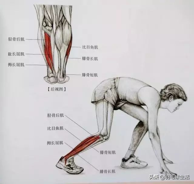 打羽毛球防止腿变粗,打羽毛球前后拉伸动作防止腿变粗