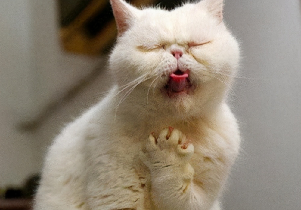 猫咪呕吐处理攻略,猫咪常见的呕吐原因及治疗方法