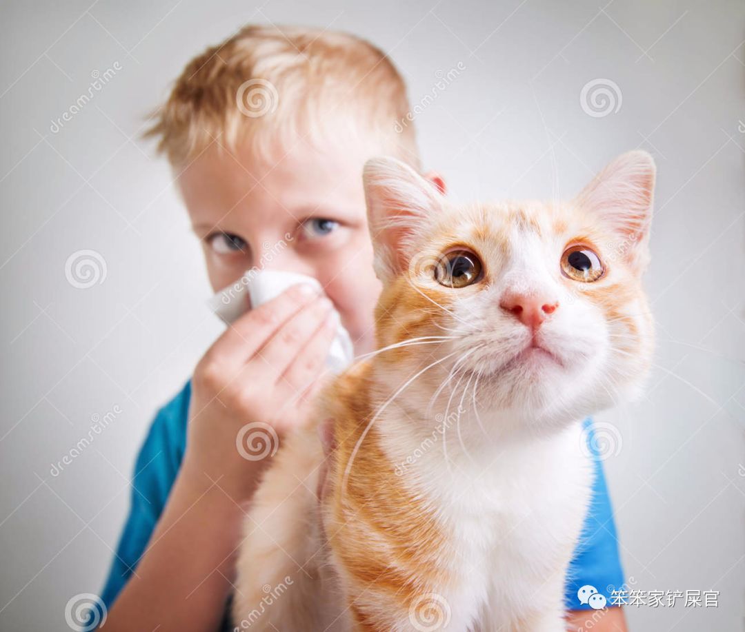 猫咪眼睛细菌感染的原因,猫咪身上有好多寄生虫不敢摸