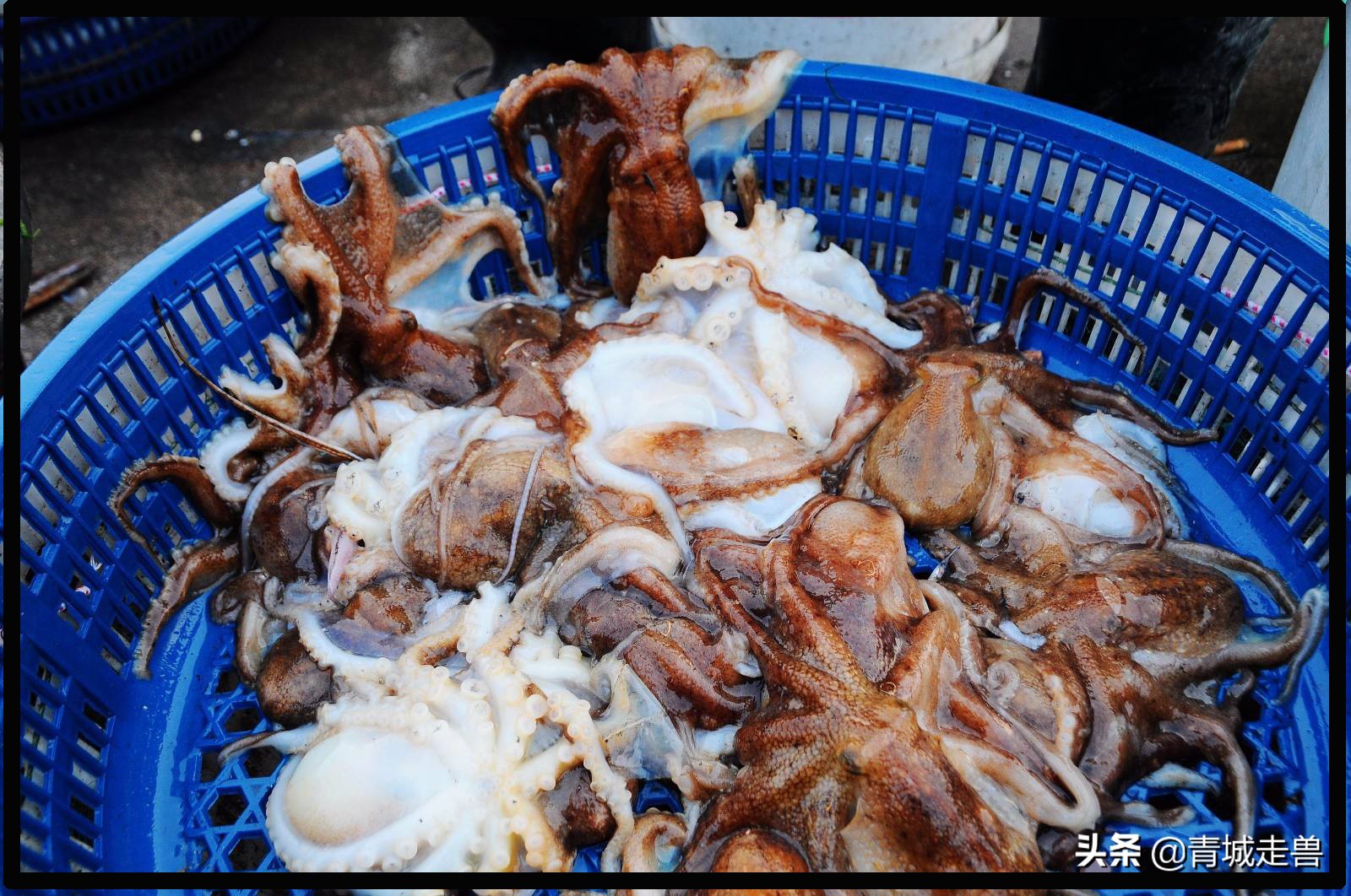 胶东八带家庭做法,胶东人喜欢吃的菜