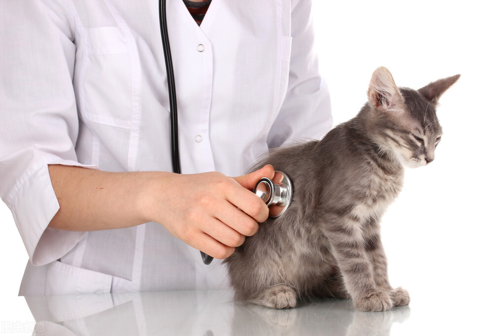 猫舍猫咪突然又拉又吐怎么回事,养猫日记猫咪又吐又拉怎么回事