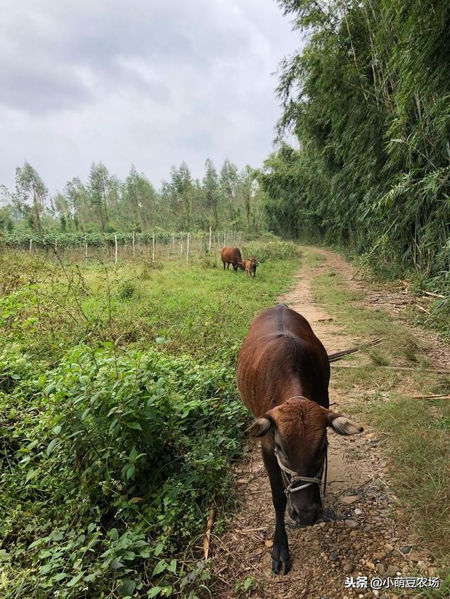 菲香田园-小萌豆农场