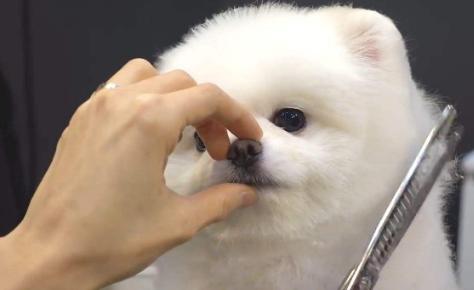养博美犬需要注意的几个事项,养博美犬应当注意什么