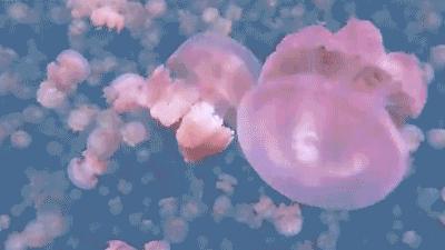 国外哪个海岛旅游可以海钓,度假海岛海钓刺激