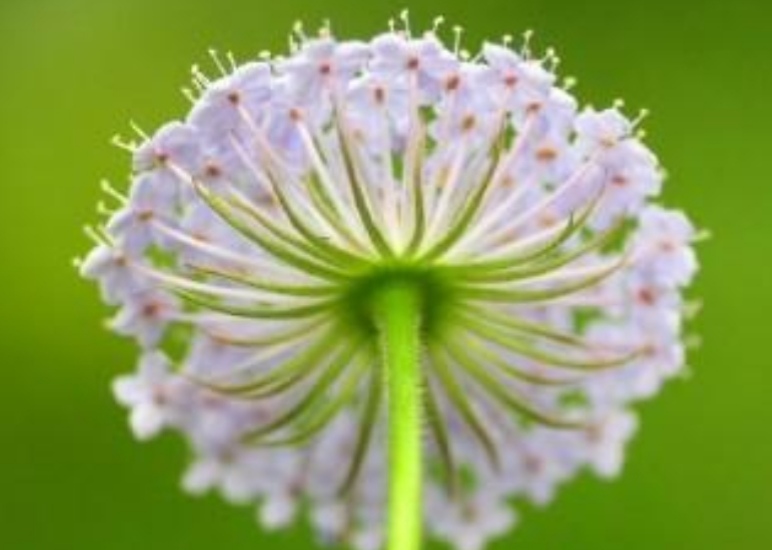 蓝蕾丝花苗,蓝蕾丝花种子