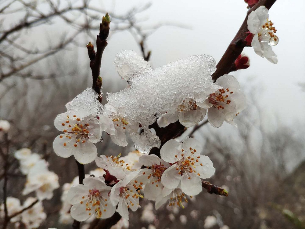 4月份飞雪对农作物的影响,4月飞雪正常吗