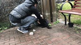 怎么抓小区流浪猫，这些方法来教你