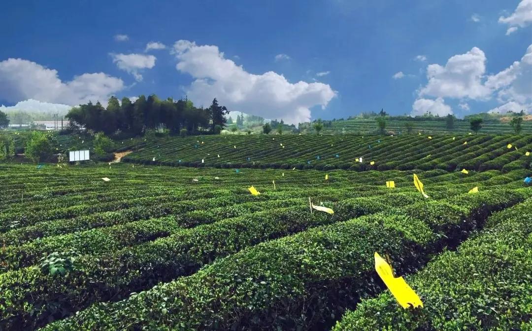 五一去婺源千古茶园,婺源茶文化旅游路线攻略
