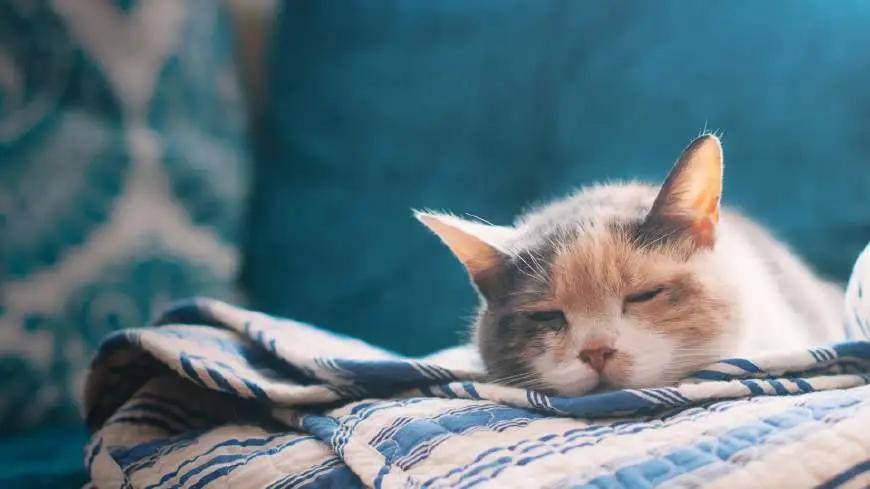 猫咪经常呕吐是什么原因及治疗,猫咪呕吐棕黄色的东西是怎么回事