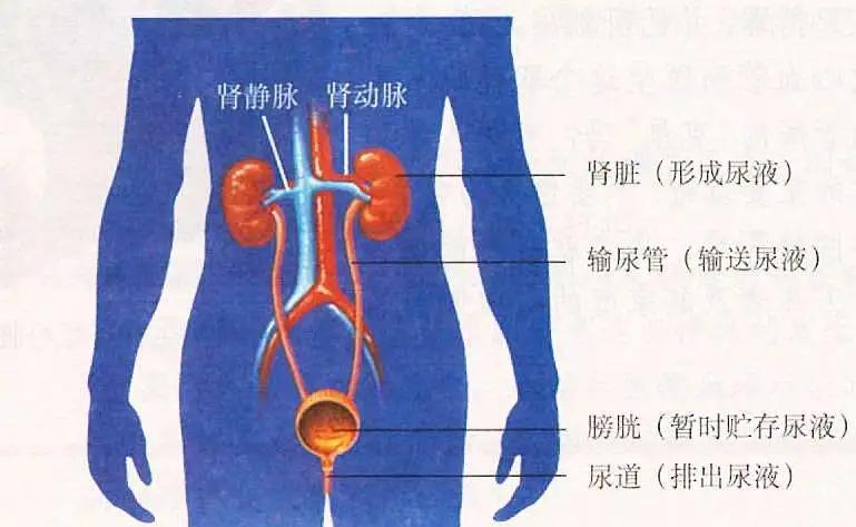人少一个肾对身体有什么影响,男人少了一个肾有什么影响