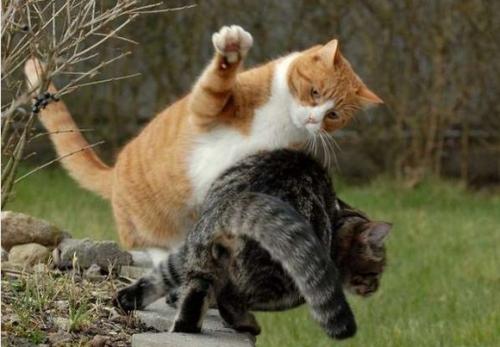 猫咪腿断了自愈后怎么做康复锻炼,猫咪生病不严重可以自愈吗