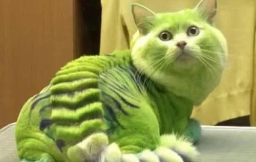 刚出生的猫咪跟老虎一起长大,从小和老虎长大的猫咪会怎么样