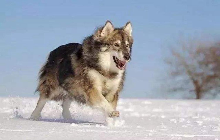 捷克狼犬和哈士奇哪个像狼,哪些狗和哈士奇很像狼犬