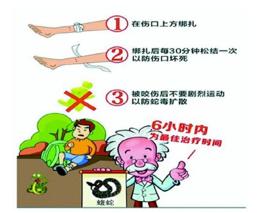 姣嶈泧瀛靛寲灏忚泧,姣嶈泧浜у皬铔囪寮傚叏杩囩▼