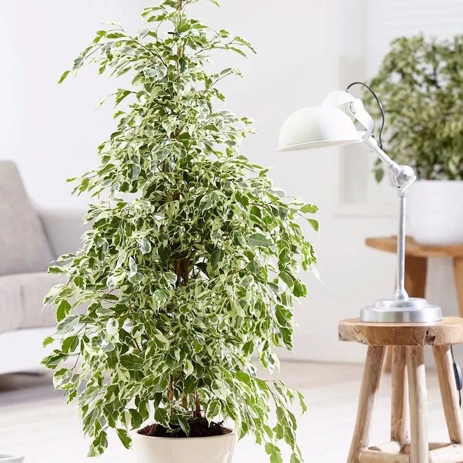 适合放在门口的寓意好的植物,植物寓意好的名字