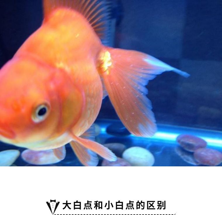 海缸白点怎么彻底消除,该怎么拯救大海