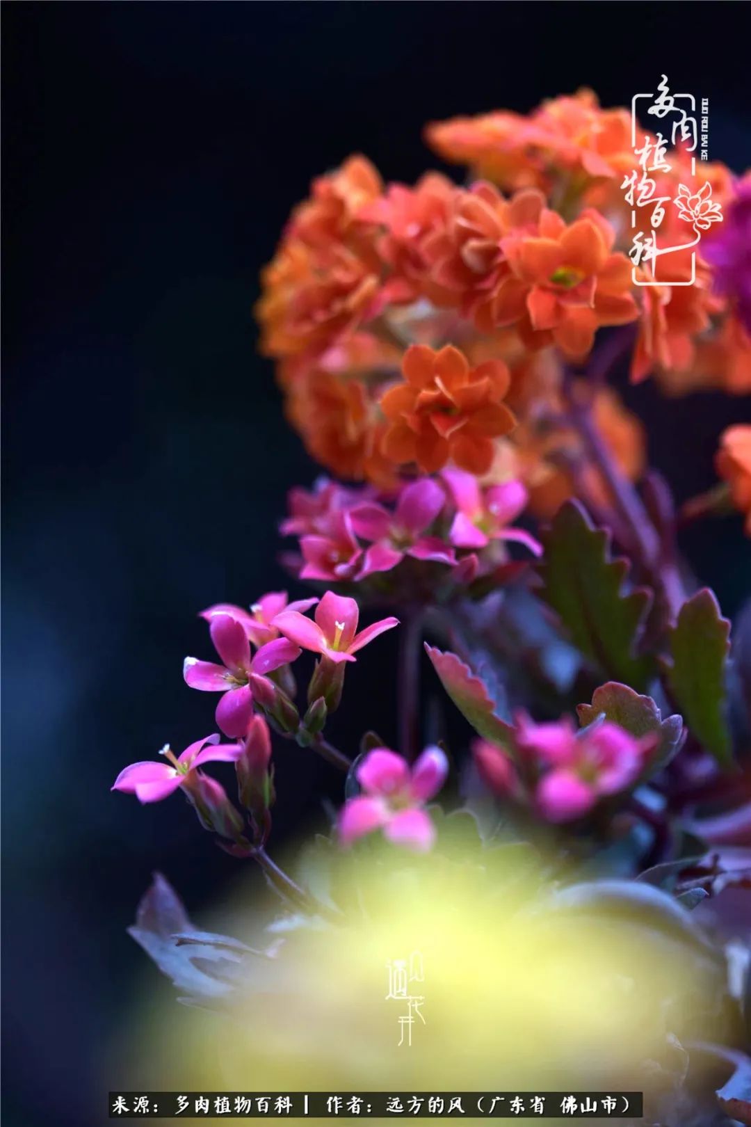 那些花儿在每个角落静静为你开着,那些花儿在每个角落静静地绽放
