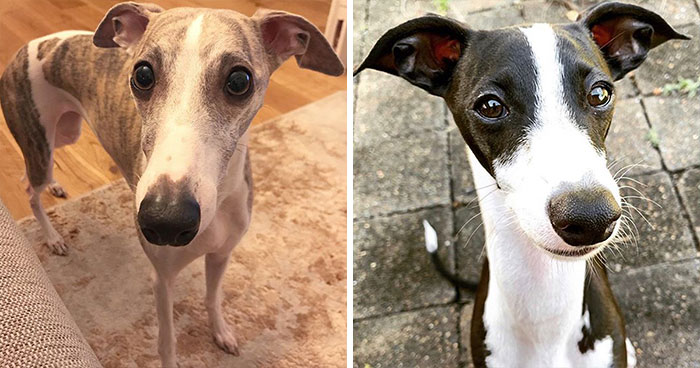十种常见的犬种,10种常见的犬种
