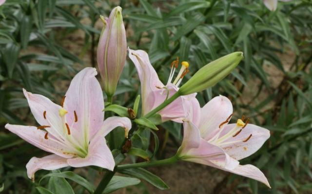 百合花栽种的注意点,百合花花期后怎么养护来年再出芽