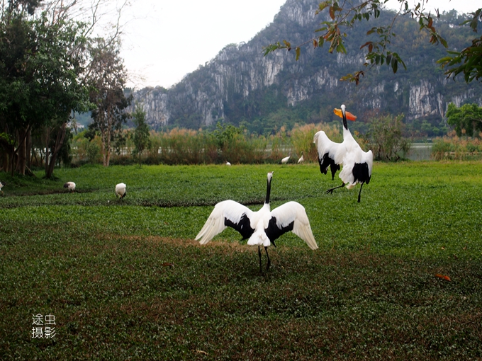 肇庆湿地公园美景图,肇庆星湖湿地生态旅游景区