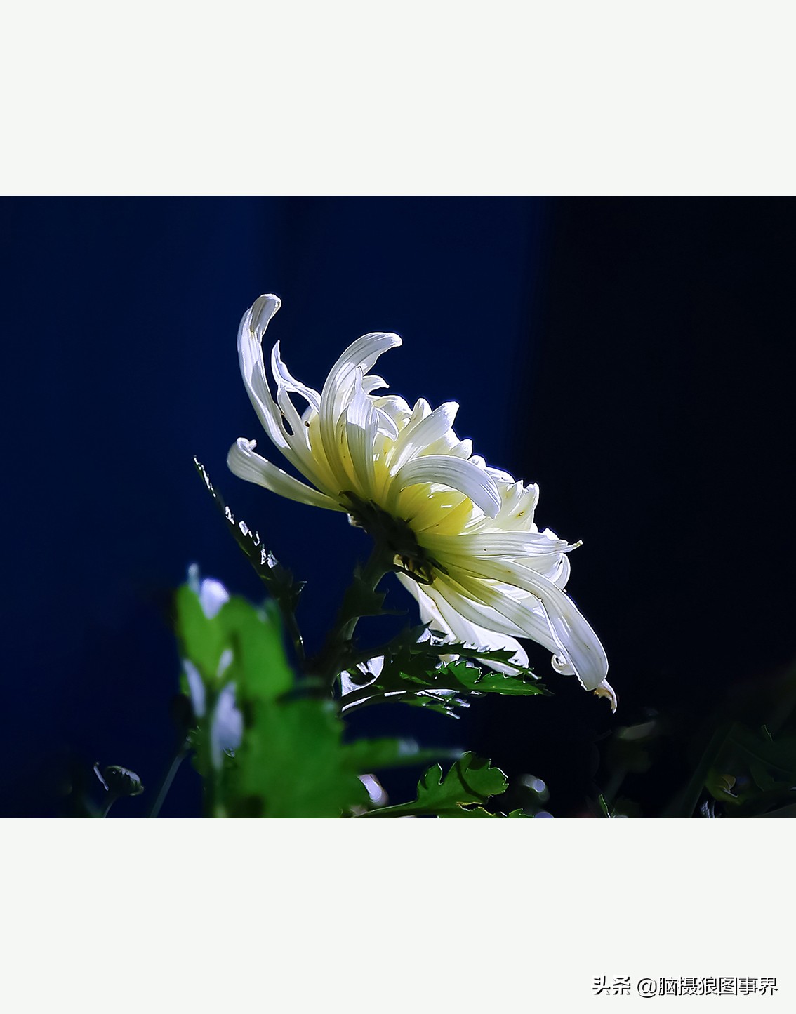 花卉拍摄中，多点对焦与单点对焦哪种更好？为什么主体不清晰？