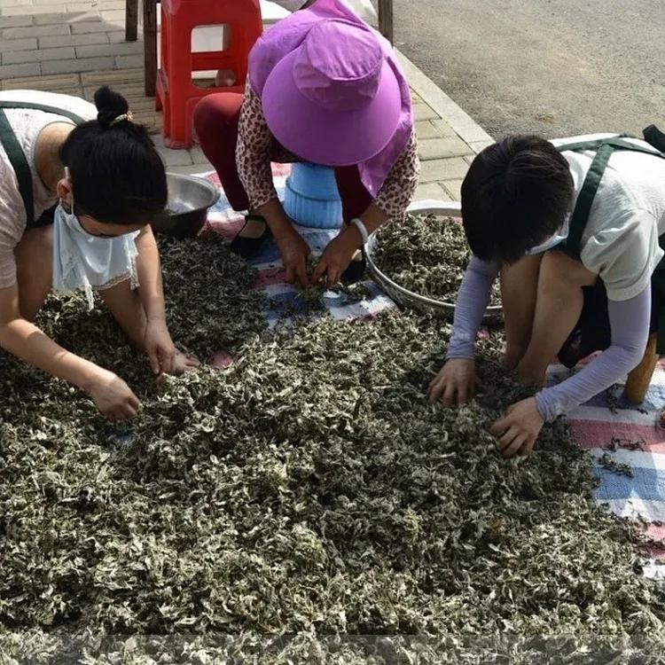 金艾条和陈艾条有什么区别,如何选择真正的好艾条