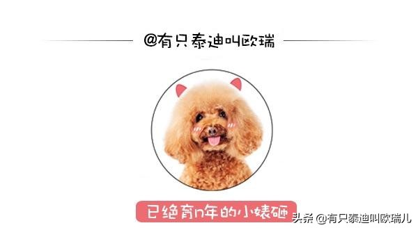 北极狐宝宝视频,一只北极狐从挪威步行到了加拿大