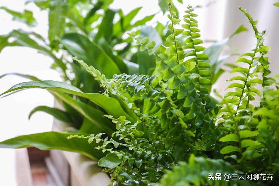 波士顿蕨类植物怎么越养越茂盛,波士顿蕨对人有益还是有害