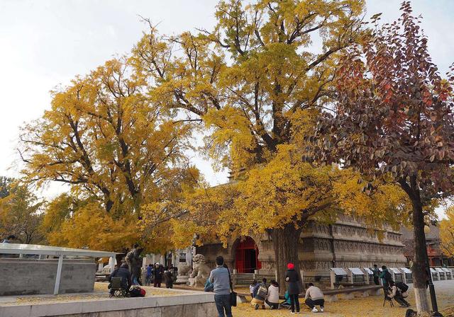 国家地理100个最美景观摄影点,全国银杏观赏地图