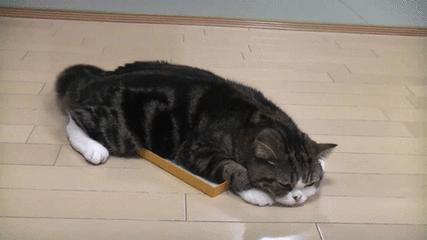 如何用猫语告诉猫咪你别害怕,教你读懂猫咪的9种“喵语”