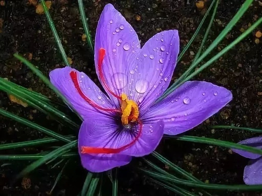 世界十大罕见花卉,世界名贵花卉高清大图