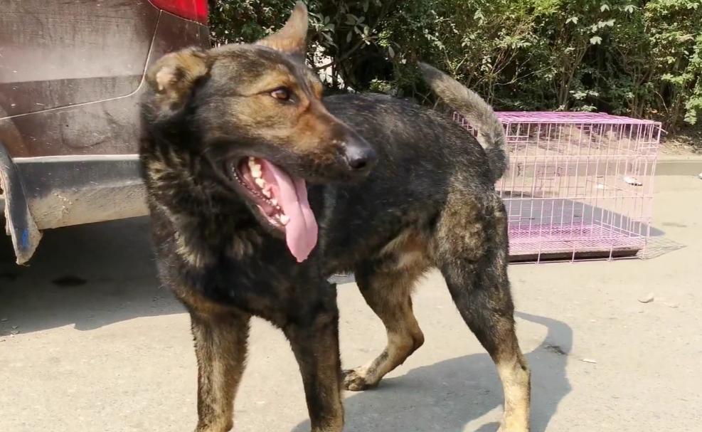 凶狠的东德,黑色的昆明犬和黑色的东德