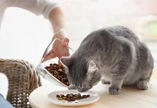 猫猫可以吃鸡肉么,猫猫吃的鸡胸肉怎么做