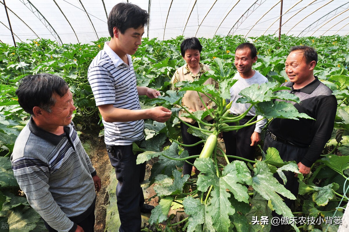 鱼蛋白肥料怎么辨别真假,进口鱼蛋白肥料为什么便宜